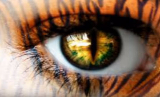 英文片語：the eye of the tiger
